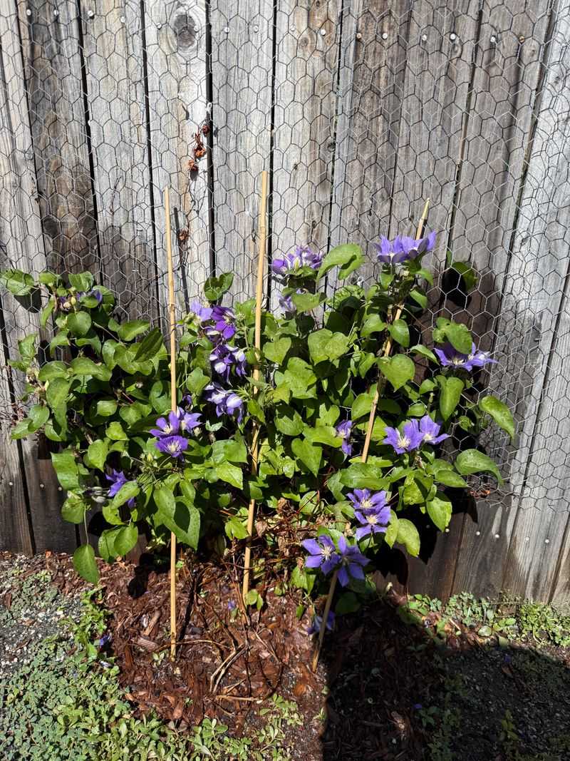 Expecting Blooms From a Plant Too Young to Flower