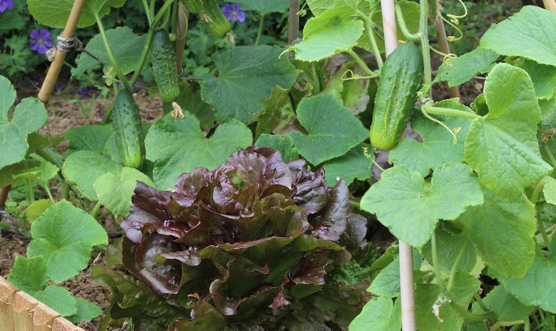 Lettuce