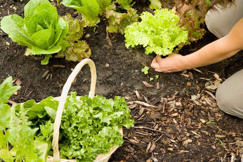 Lettuce, basil, and mint need separate expectations Lettuce, basil, and mint need separate expectations