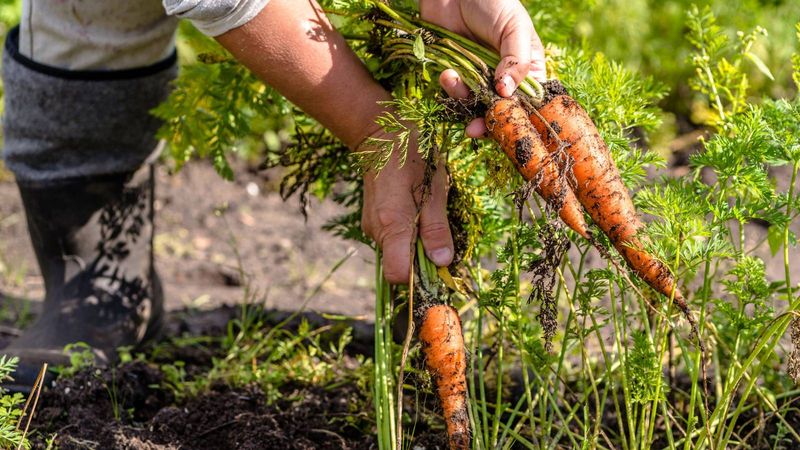 Carrots