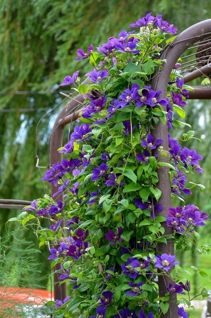 Light, moisture, and cool roots set the ceiling for flowering