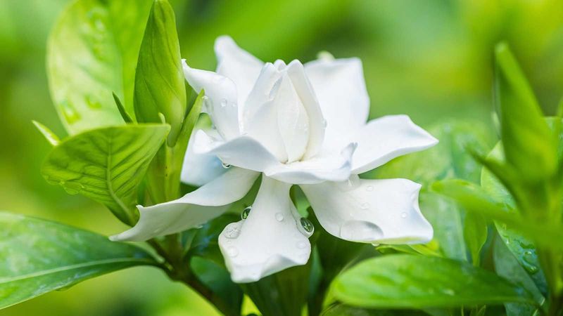 Light must support buds without adding needless heat
