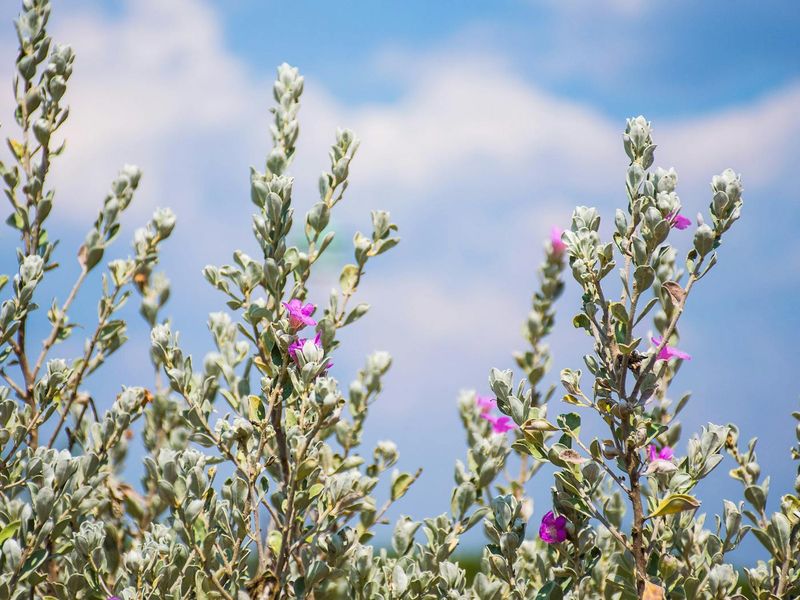 Light pruning supports flowering, but weather sets the rhythm