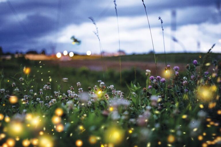 Lightning Bugs Come Back To Texas Yards That Quietly Do These Few Things