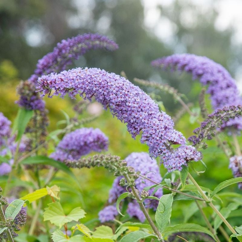 Butterfly Bush (Buddleia)