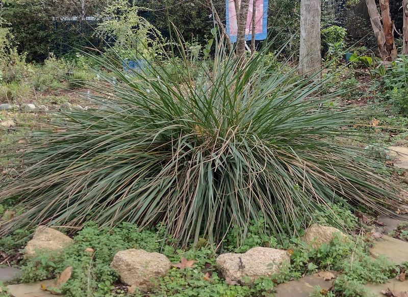 Eastern Gamagrass (Tripsacum dactyloides)