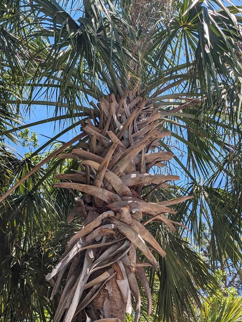 Cabbage Palm (Sabal palmetto)