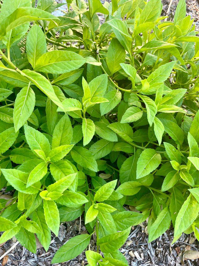 Longevity Spinach (Gynura)
