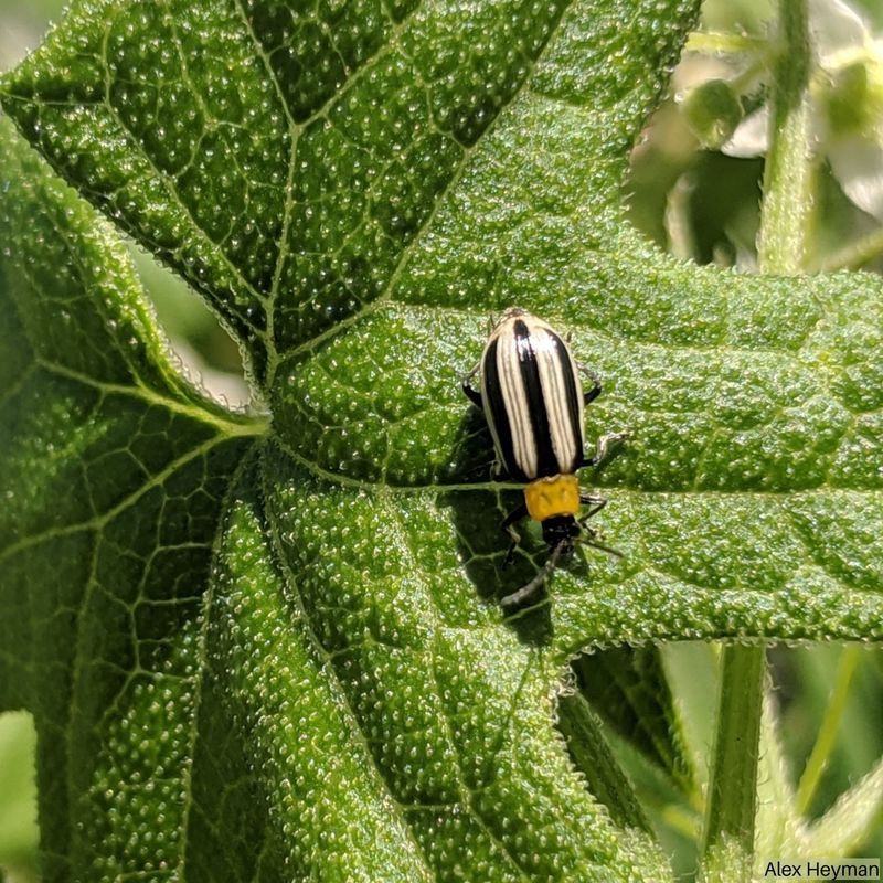Look for Beetles and Progressive Vascular Wilt Look for Beetles and Progressive Vascular Wilt