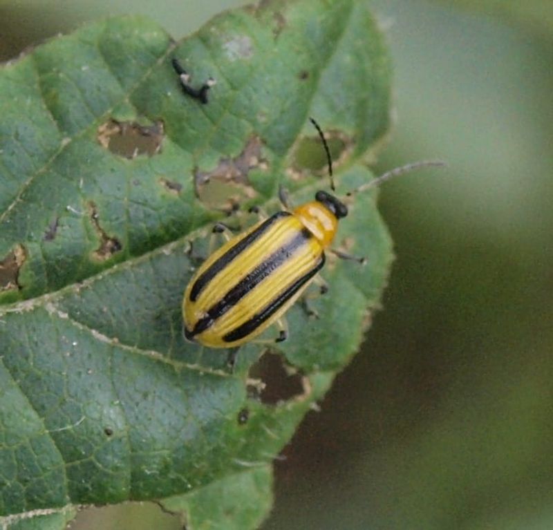 Look for cucumber beetles and signs of bacterial wilt Look for cucumber beetles and signs of bacterial wilt