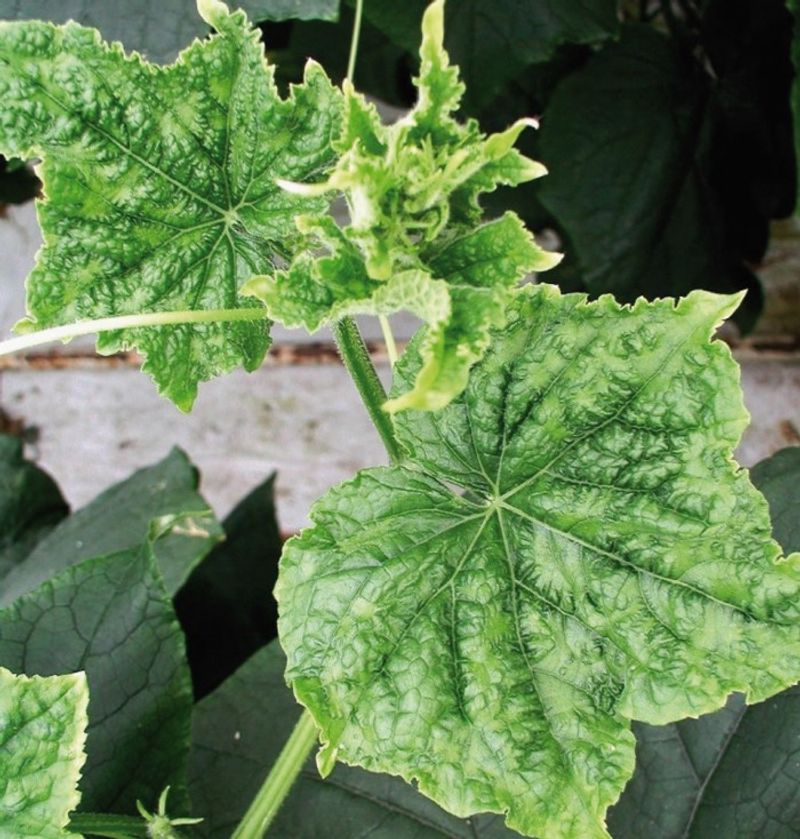 Look for plant symptoms that point beyond irrigation Look for plant symptoms that point beyond irrigation