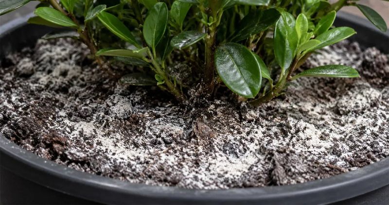 Look for signs of fertilizer-salt buildup Look for signs of fertilizer-salt buildup