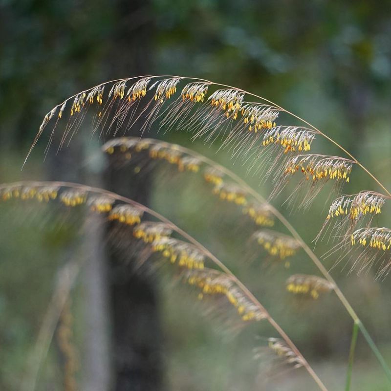 Lopsided indiangrass
