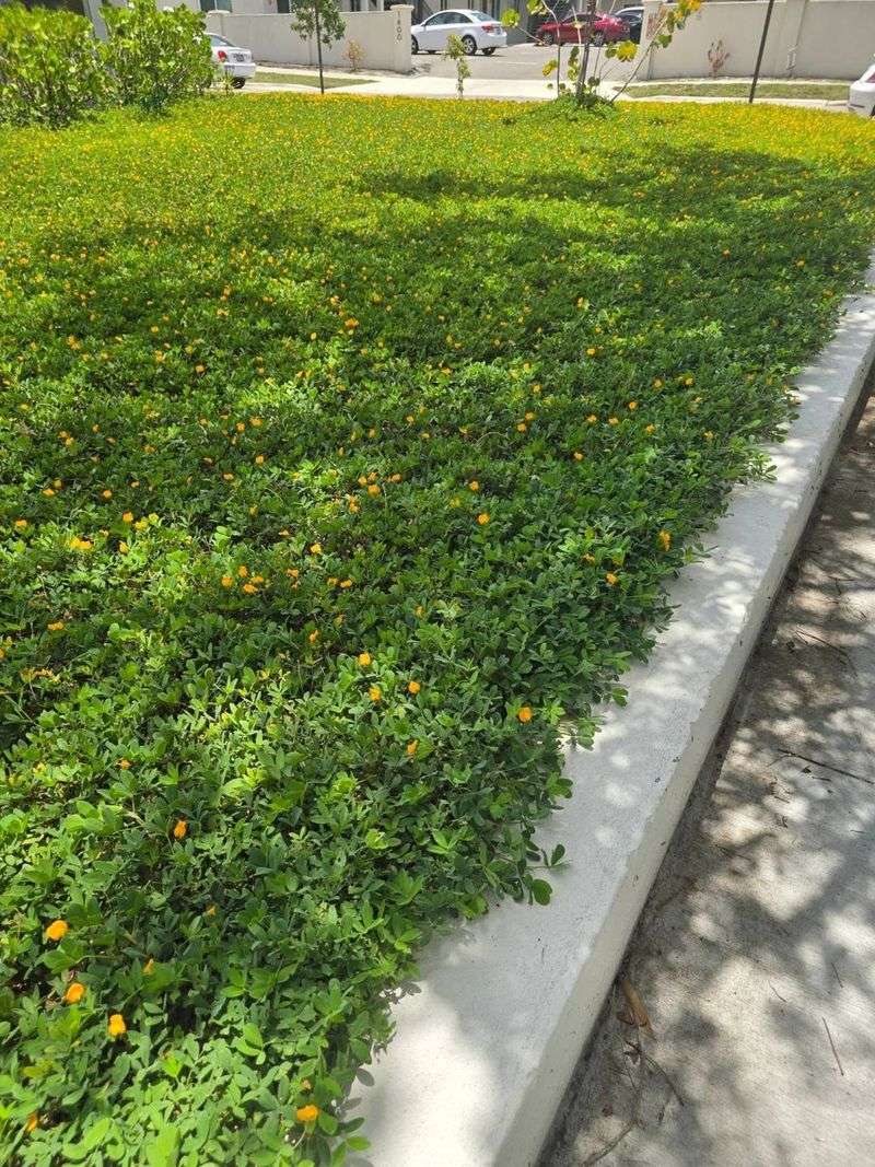 Low maintenance still includes containment and seasonal care