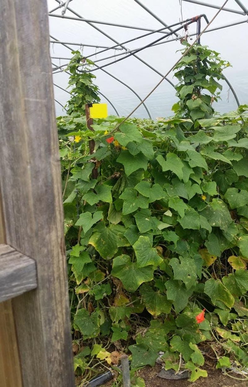 Lower-lateral pruning may fit one defined high-tunnel protocol