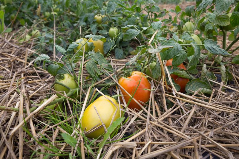 Lower next season’s risk with steadier conditions and suitable varieties Lower next season’s risk with steadier conditions and suitable varieties
