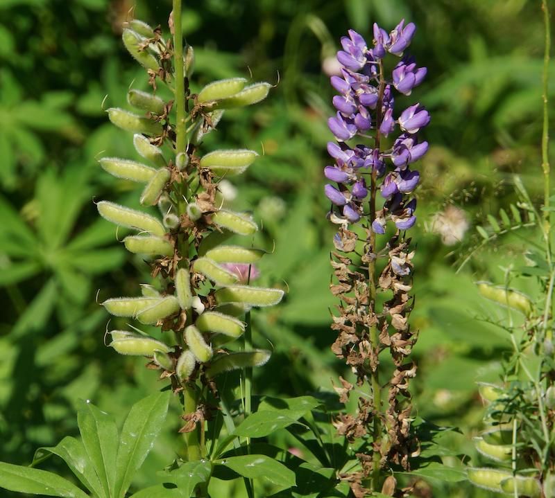 Lupine Lupine