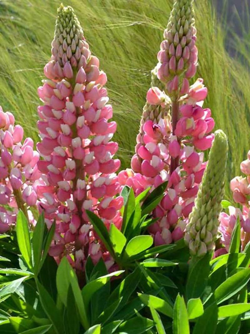 Lupine Lupine