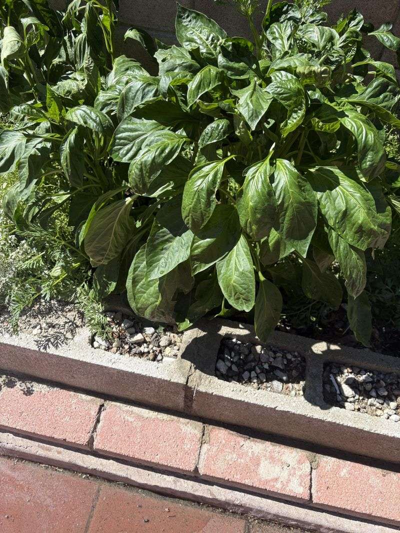 Lush foliage is a clue, not a diagnosis