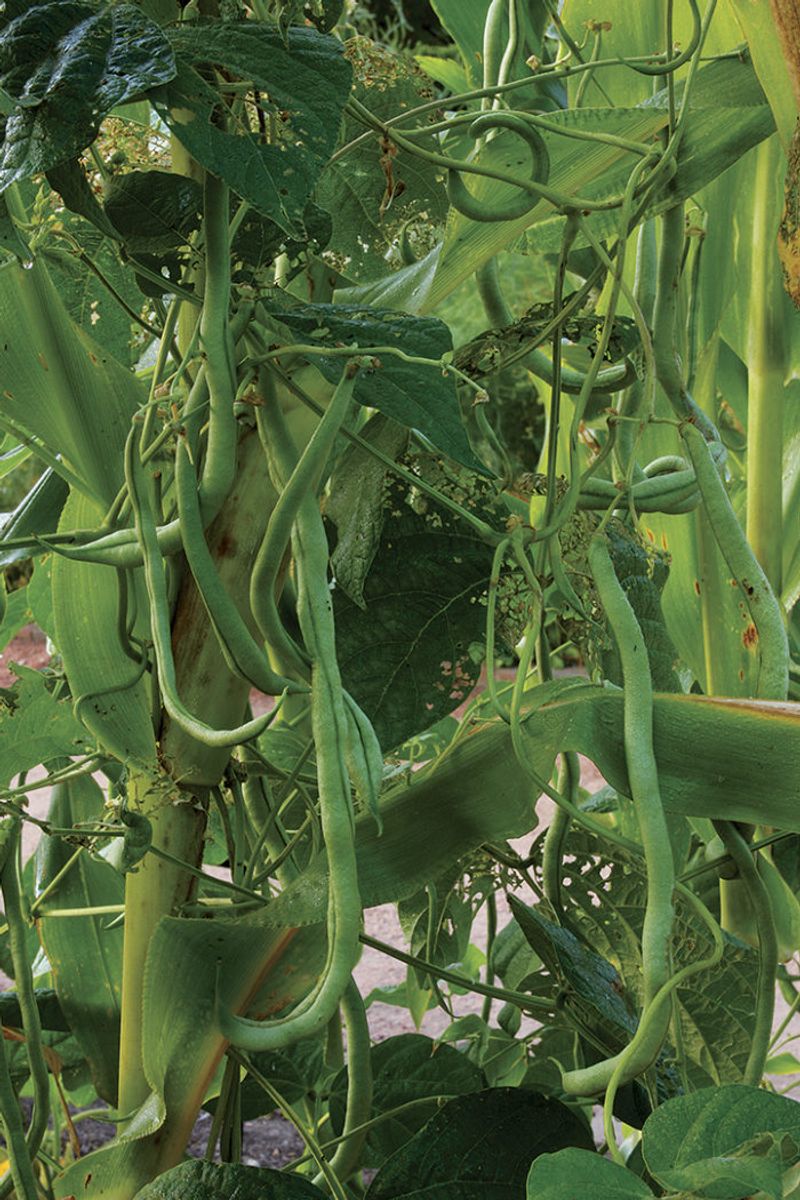 Lush leaves do not prove the blossoms are healthy Lush leaves do not prove the blossoms are healthy