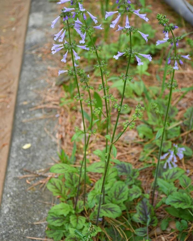 Lyreleaf Sage