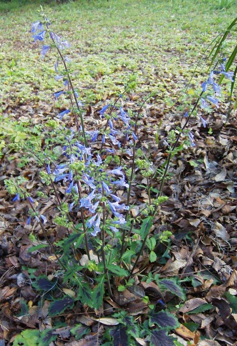 Lyreleaf Sage