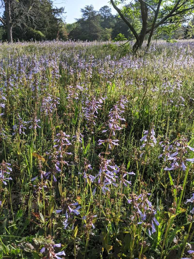 Lyreleaf Sage