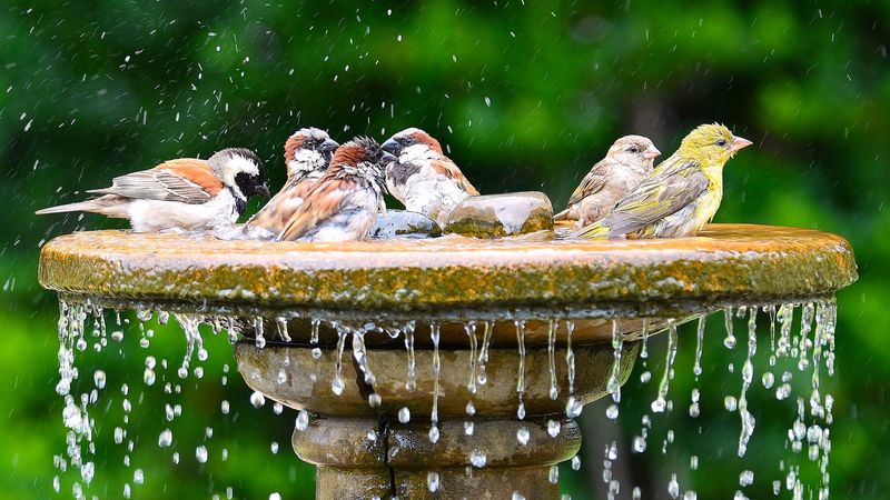 Maintain optional water with strict hygiene