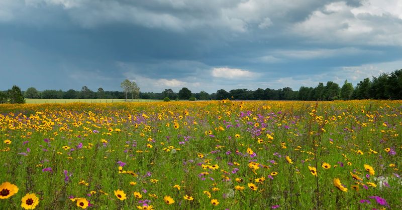 Maintain the mature meadow with monitoring and seasonal cuts Maintain the mature meadow with monitoring and seasonal cuts