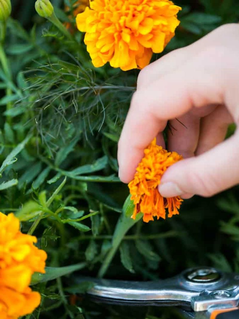 Make deadheading a five-to-seven-day flower check Make deadheading a five-to-seven-day flower check