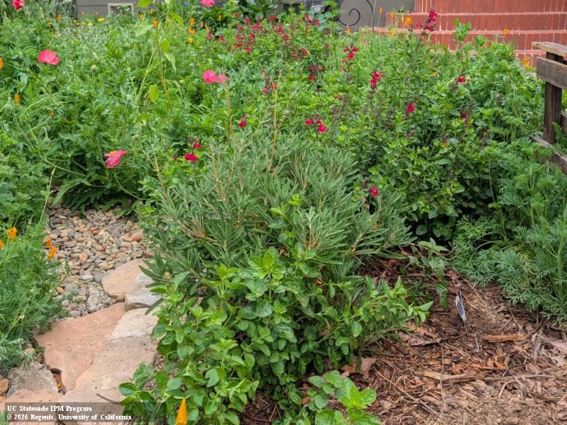 Make targeted pest decisions around visiting quail