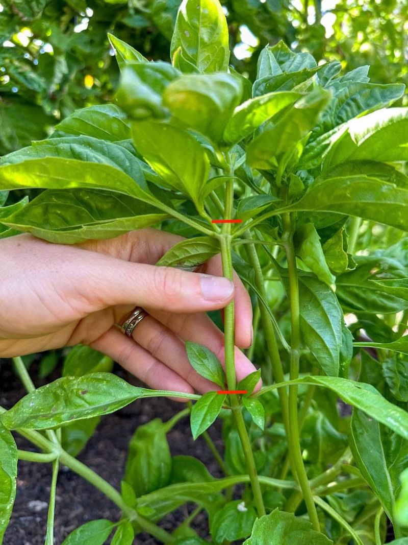 Make the rescue cut above a healthy leaf node Make the rescue cut above a healthy leaf node