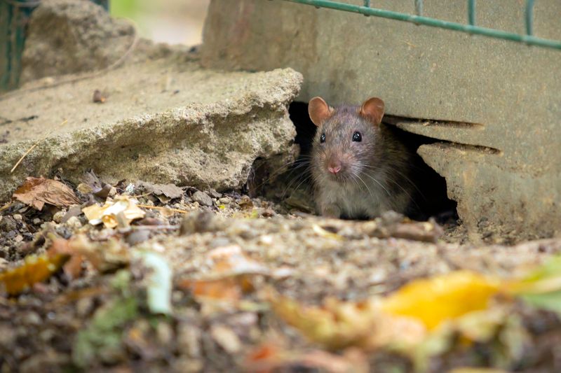 Make the yard less attractive to rodents and habituated foxes