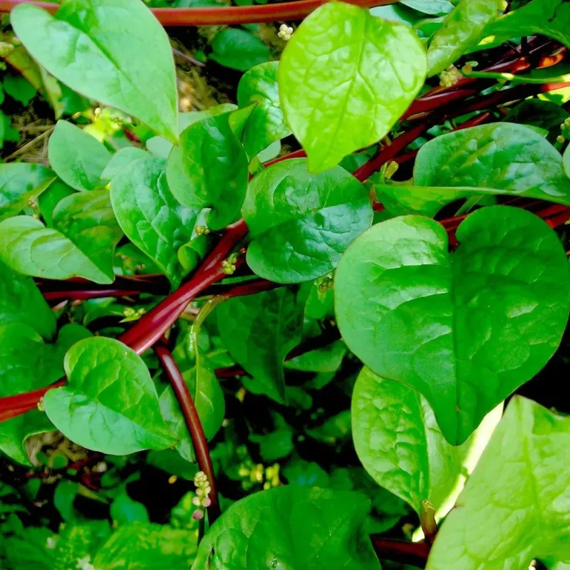Malabar Spinach Malabar Spinach