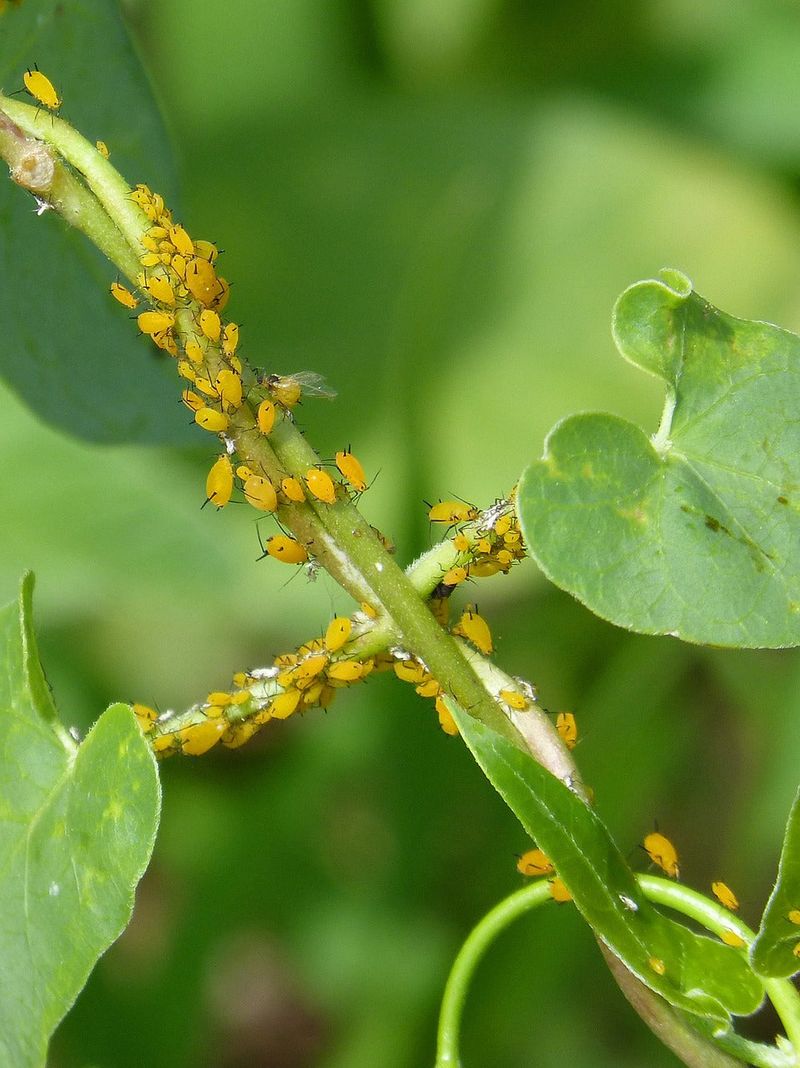 Manage aphids with California IPM, not mantis expectations Manage aphids with California IPM, not mantis expectations