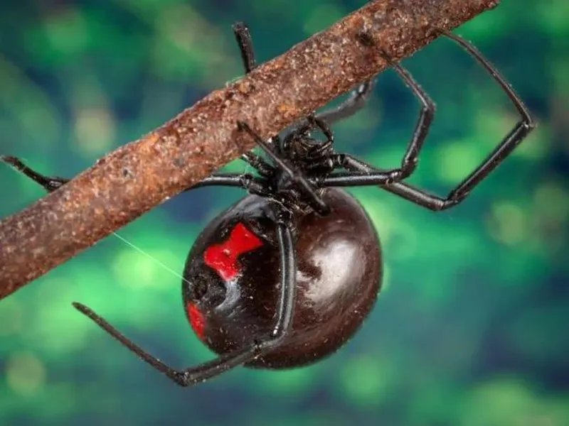 Manage black-widow encounters separately