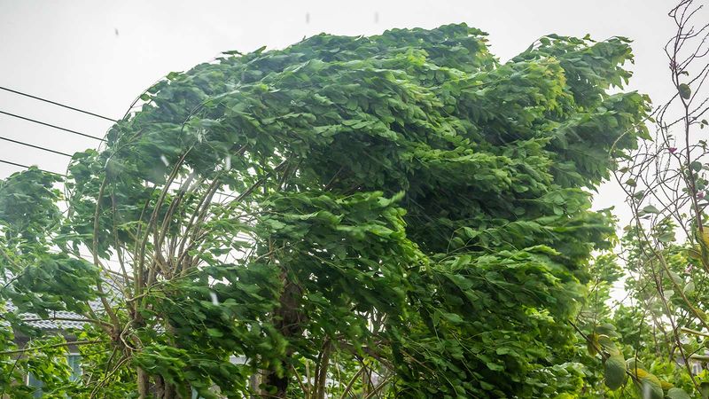 Manage dense growth before it becomes a storm liability