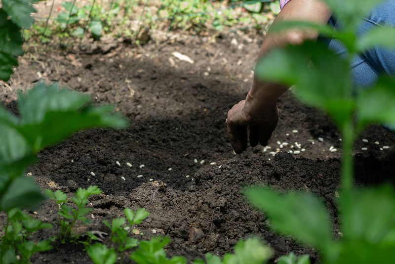 Manage heat and moisture differently for seeds and transplants Manage heat and moisture differently for seeds and transplants