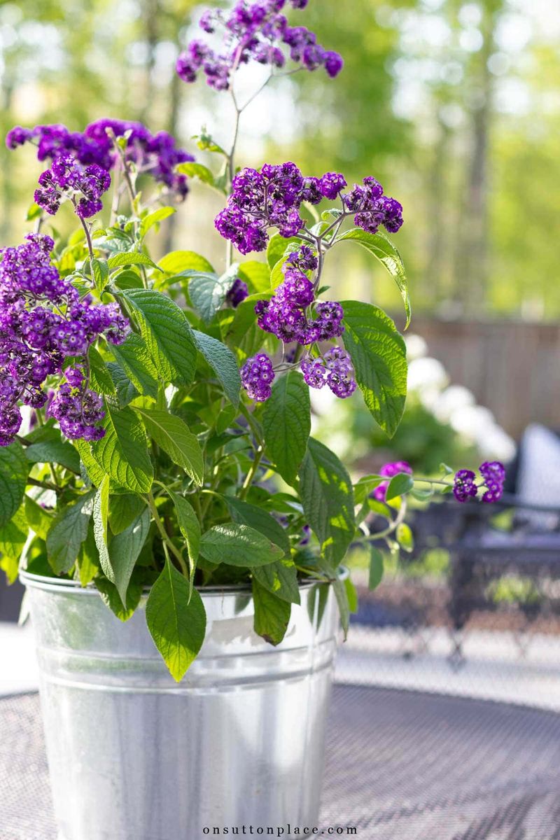 Use containers to handle frost and seasonal transitions