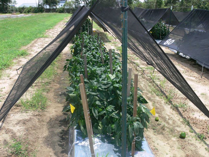 Manage moisture and add temporary afternoon shade