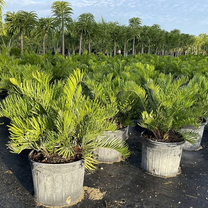 Manage pests without treating a native as maintenance-free Manage pests without treating a native as maintenance-free