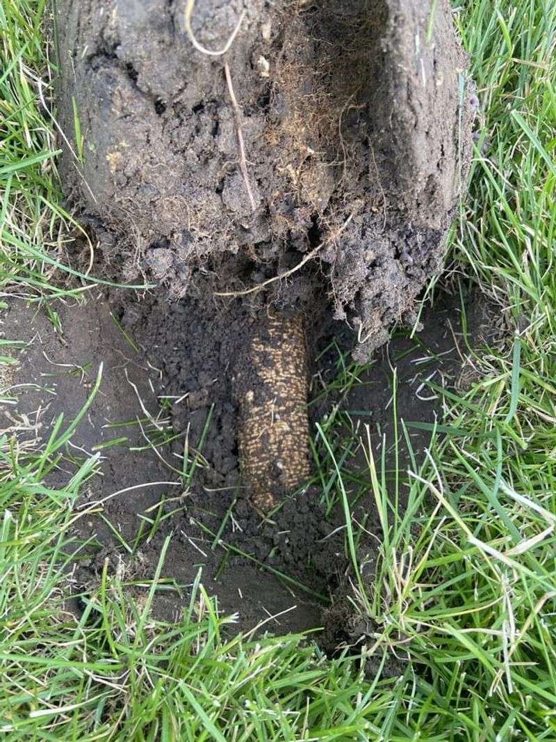 Manage roots before reaching for a saw