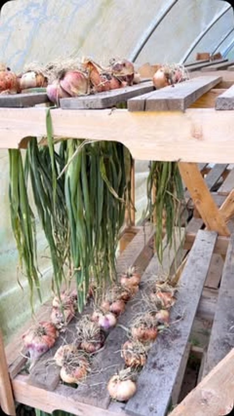 Harvest and cure the cluster before saving bulbs