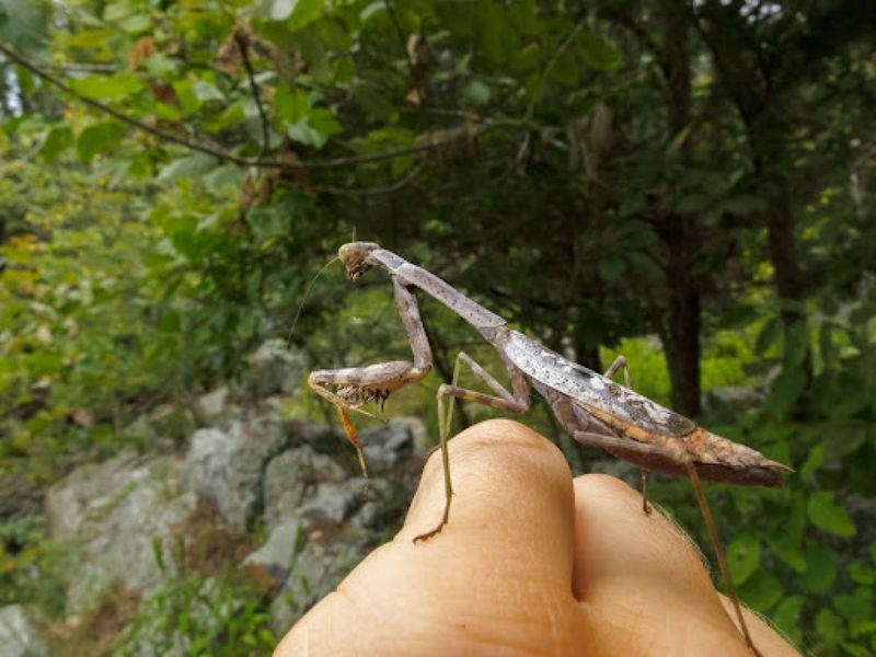 Mantises are fascinating predators, not garden pest-control services