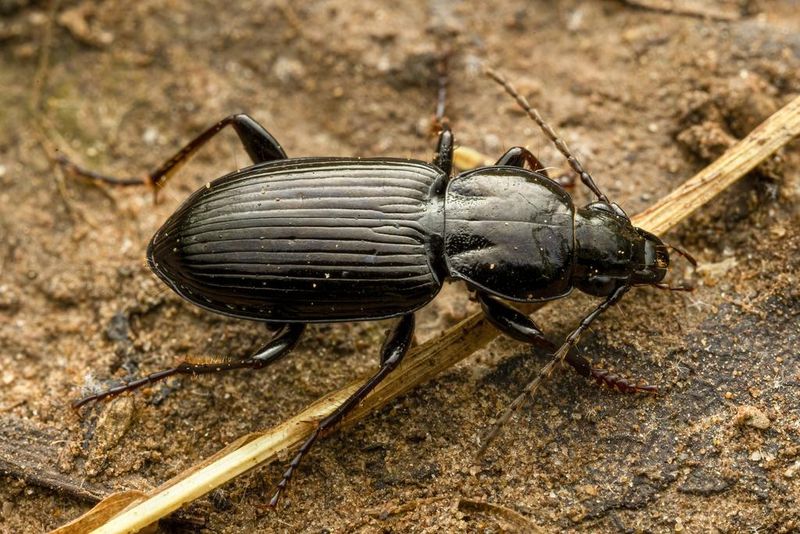Many ground beetles hunt at night—but they are not guaranteed garden patrols