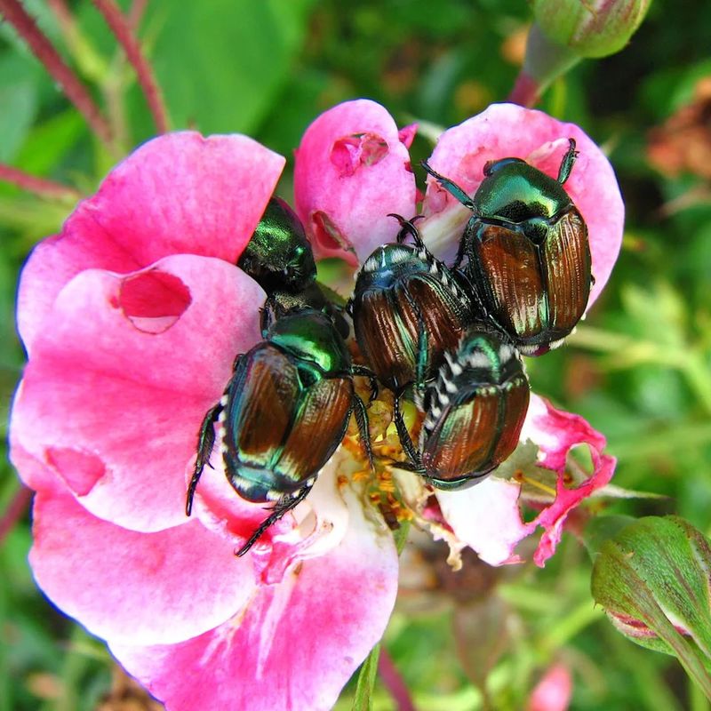 Many healthy roses, trees, and shrubs tolerate feeding Many healthy roses, trees, and shrubs tolerate feeding