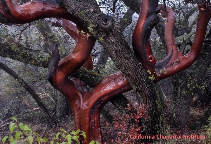 Manzanita (Arctostaphylos species) Manzanita (Arctostaphylos species)