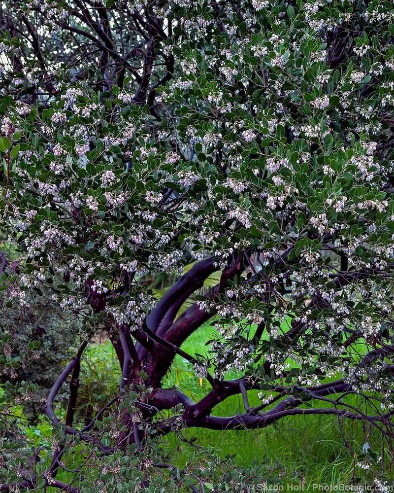 Manzanita (Arctostaphylos species)