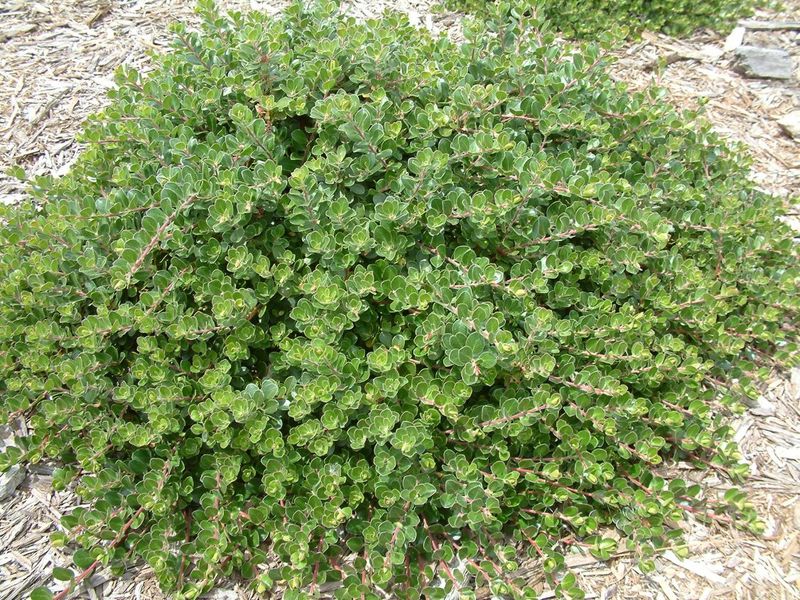 Manzanita 'Emerald Carpet' (Arctostaphylos)