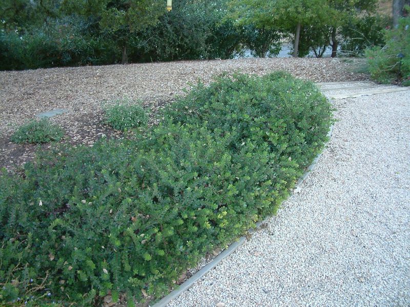 Manzanita (Prostrate Varieties)